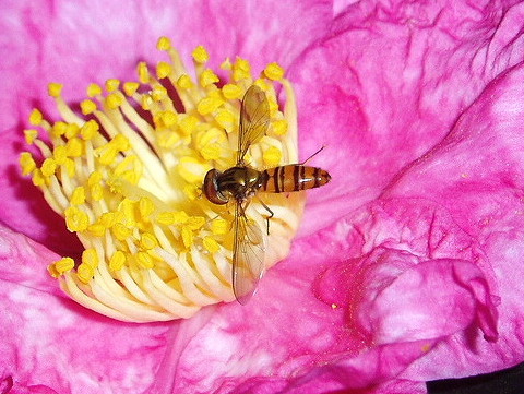 e0064158_065666.jpg
