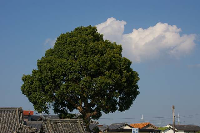 a0056769_145873.jpg