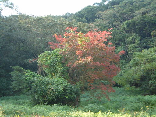 e0017396_2274126.jpg