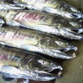 c0017505_0442934.jpg