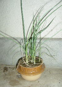 e0070606_061834.jpg