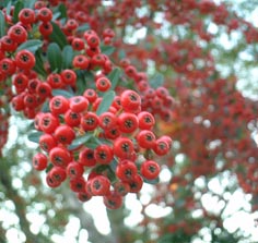 e0064409_7155514.jpg
