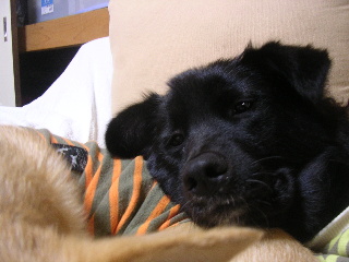 c0065643_056387.jpg
