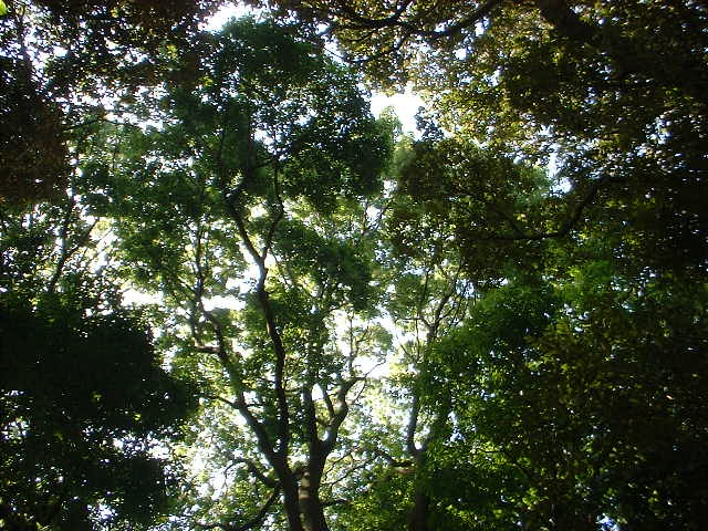 c0071545_1943017.jpg