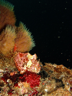 d0021952_755145.jpg