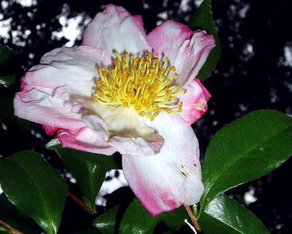 e0064158_0115396.jpg