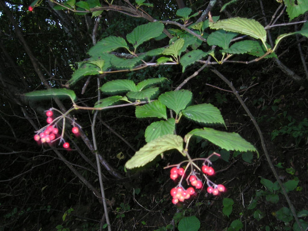 e0064158_0162760.jpg
