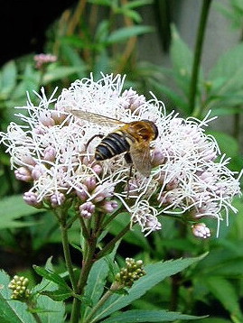 e0064158_0193519.jpg