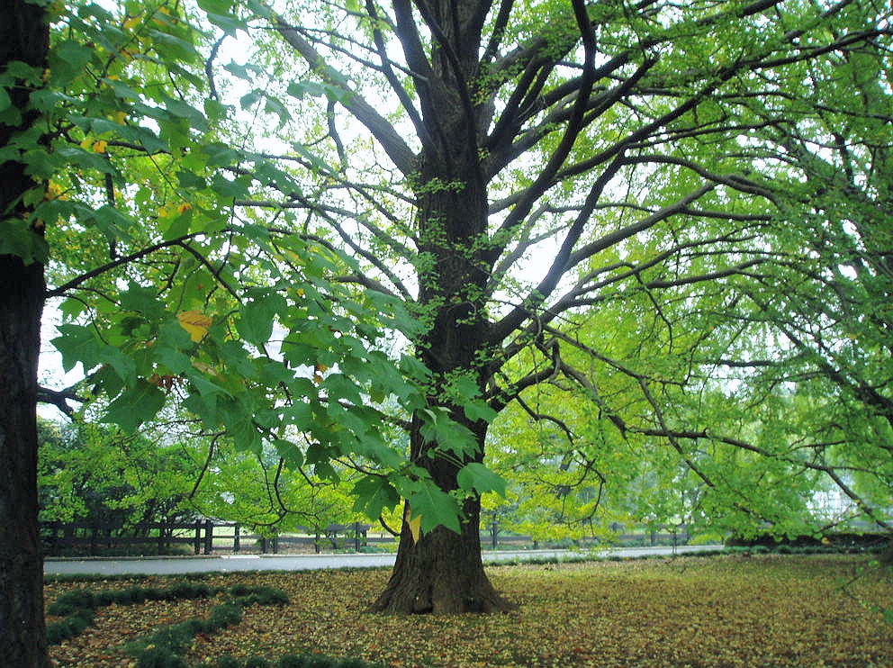 e0064158_2338209.jpg