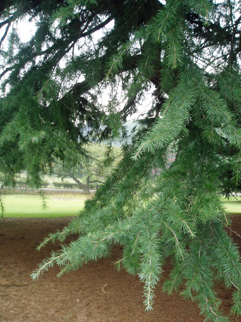 e0064158_2341499.jpg