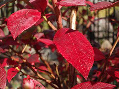 c0045882_22581247.jpg