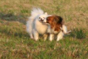 c0044199_1143149.jpg