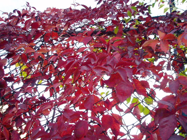 c0037103_1285036.jpg