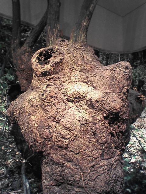 b0048509_642915.jpg