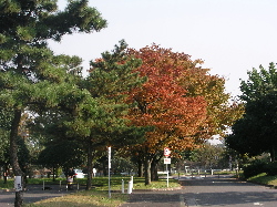e0071225_0583856.jpg