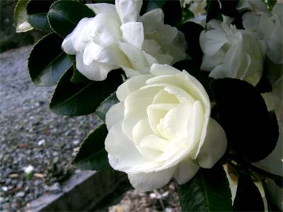 d0029829_95322100.jpg