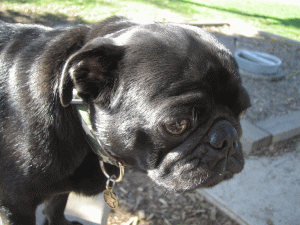 b0035453_14525711.gif