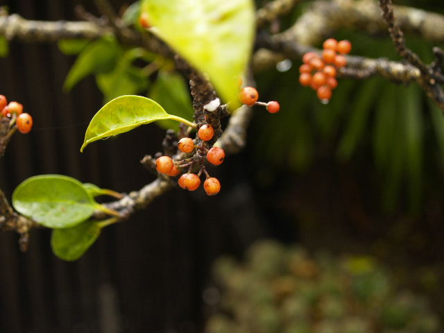 b0027880_1436039.jpg