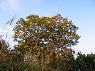 b0042882_12114852.jpg
