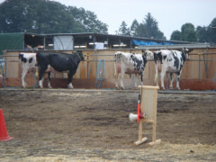 e0033384_2311277.jpg