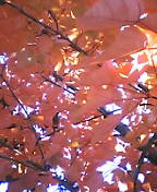 d0032405_20535636.jpg