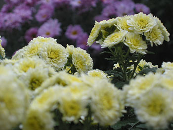 a0041508_19242221.jpg