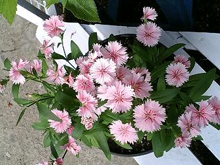 e0026017_22132580.jpg