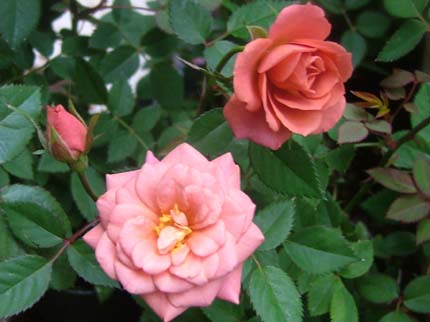 c0045227_2336377.jpg