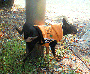 c0012571_1816420.gif