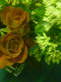 a0043326_22504964.jpg