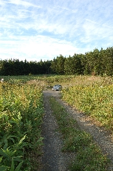 a0062697_16351119.jpg
