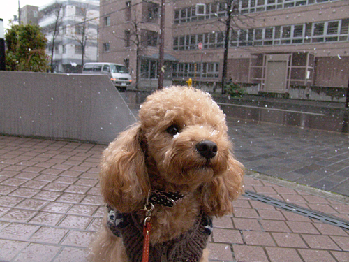 a0016311_11521419.jpg