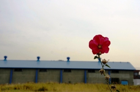 d0056828_8473399.jpg