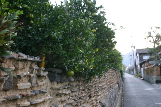 e0018678_235641.jpg
