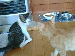 c0065287_0334328.gif