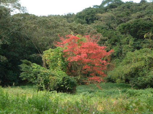 e0017396_146718.jpg
