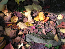 d0001599_21201014.jpg