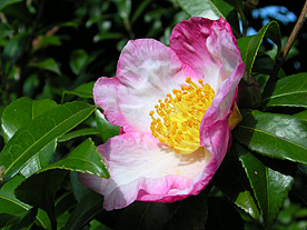 d0001599_2193863.jpg