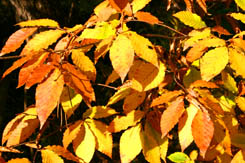 e0054299_8292246.jpg