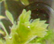 d0048332_131842.jpg
