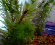 d0048332_13363837.jpg