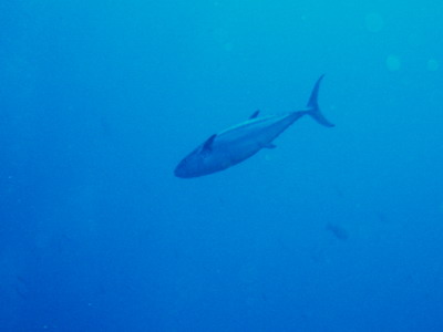 a0002177_224508.jpg