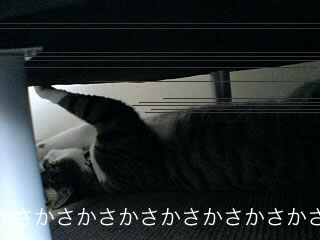 c0035001_1753166.jpg