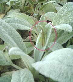c0017505_8322488.jpg