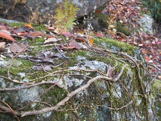 b0061107_19593629.jpg