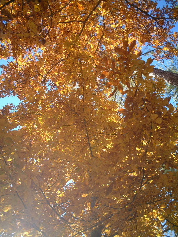 b0001284_632387.jpg