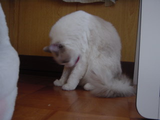 c0024410_12243657.jpg