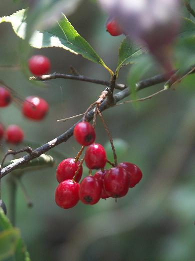 b0039226_7275481.jpg