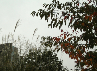 c0069552_434229.jpg