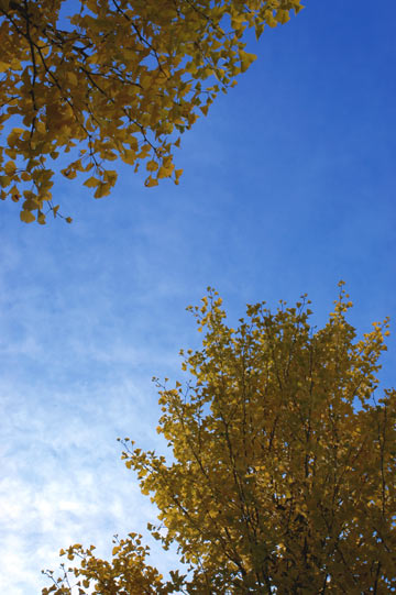 e0017393_7465827.jpg